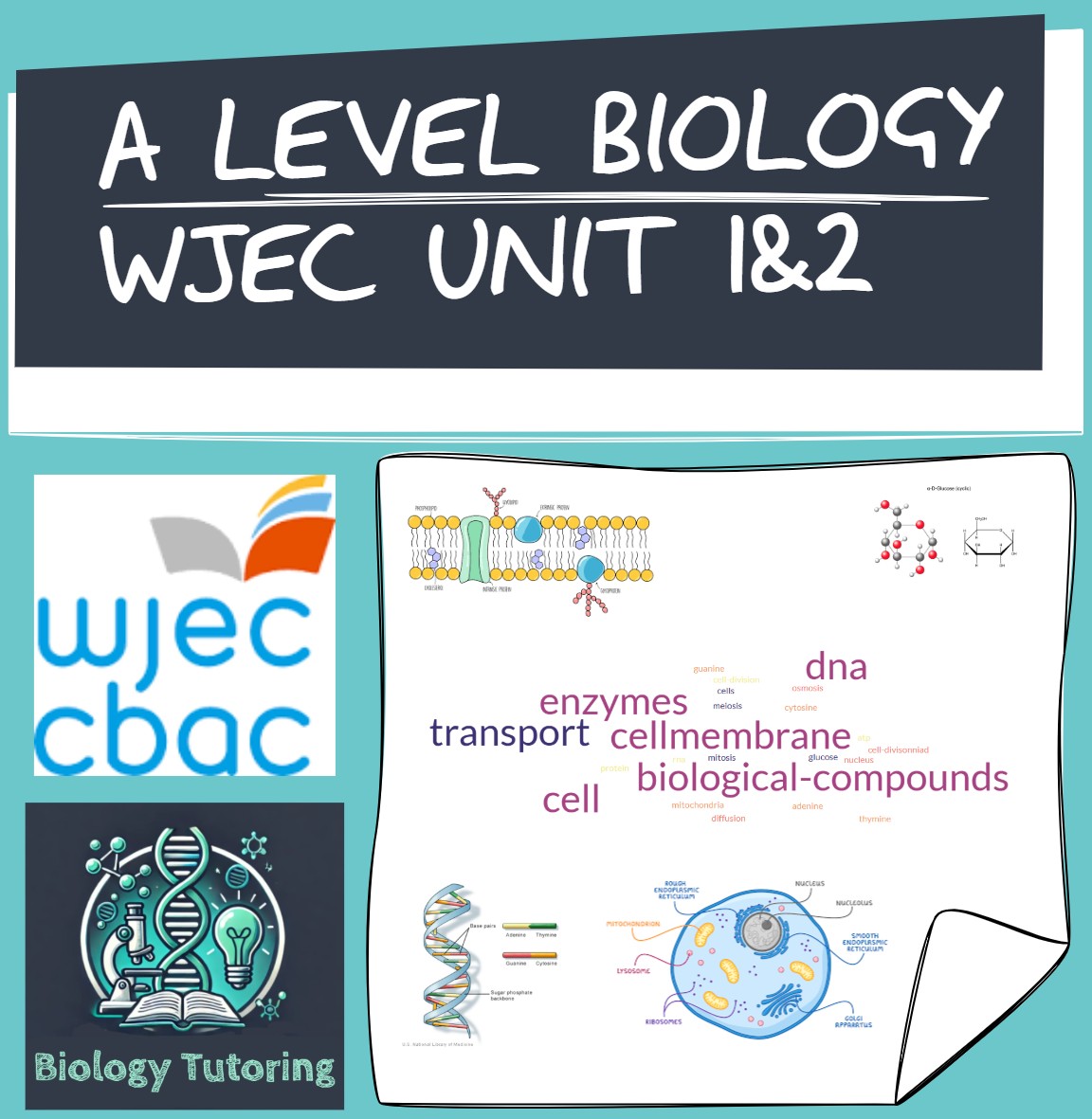A Level Biology WJEC Unit 1&2 (AS)